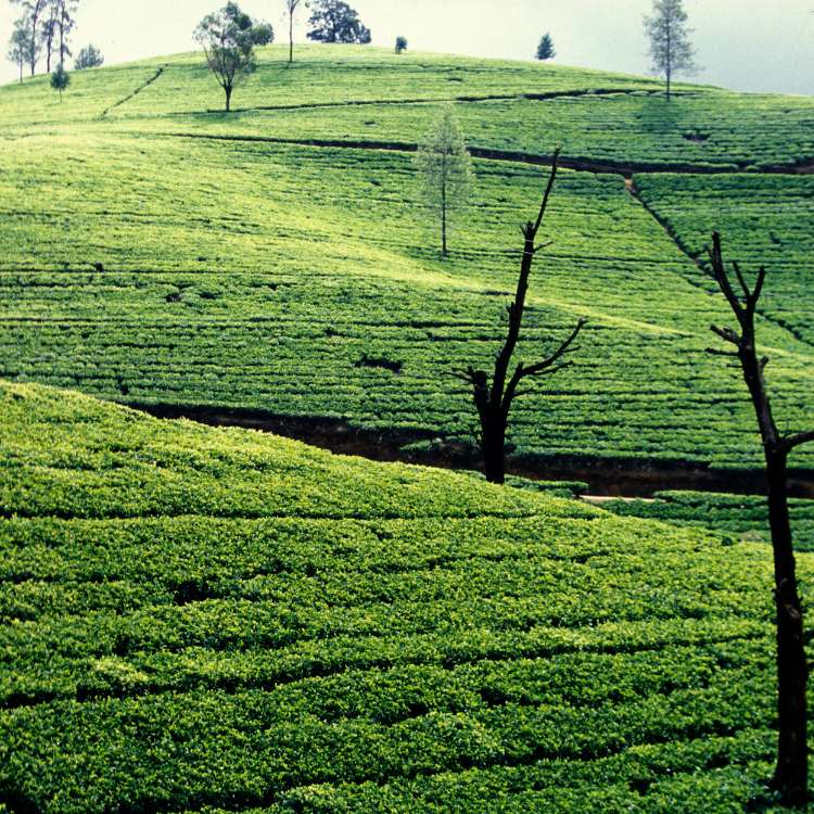 7 Days in Sri Lanka Paradise