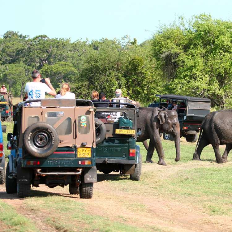 Sigiriya Day Tour (7)